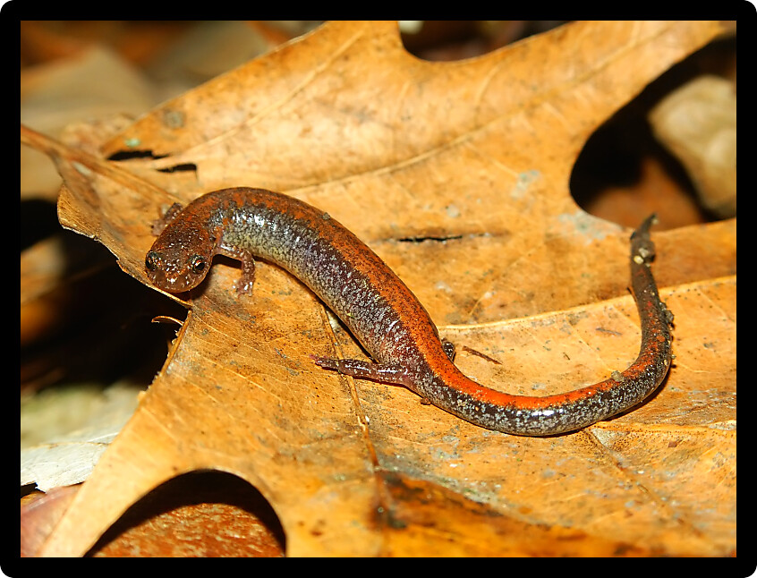 Redback Salamander (Plethodon cinereus) in forest landscape of Illinois.