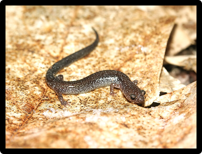 Lead-phase Redback Salamander (Plethodon cinereus) in an Illinois forest.