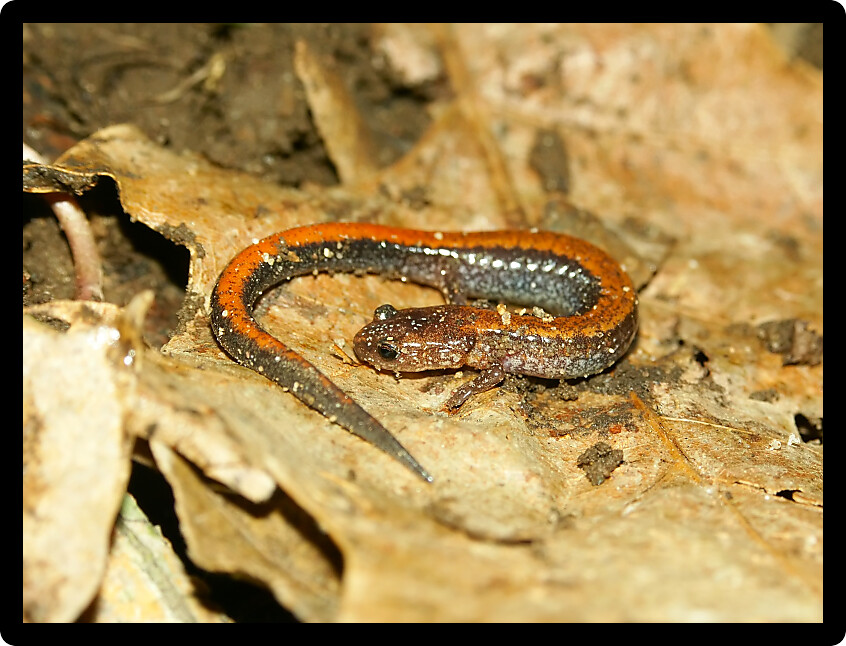 Redback Salamanders (Plethodon cinereus) inhabit forested areas of the Midwestern United States.
