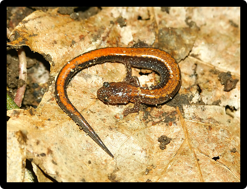 Redback Salamanders (Plethodon cinereus) inhabit forested areas of Illinois.