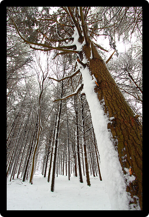 Snow covers a pine forest at Rock Cut State Park in northern Illinois.