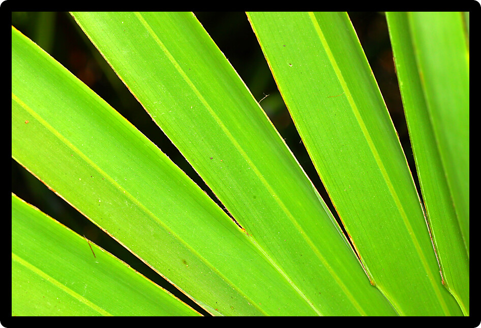 Frond of a saw palmetto (Serenoa repens) in central Florida.
