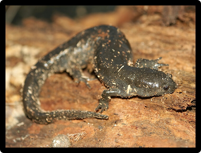 Smallmouth Salamander (Ambystoma texanum) in central Illinois.