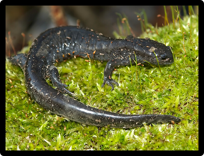 Smallmouth Salamander (Ambystoma texanum) in an Illinois forest.