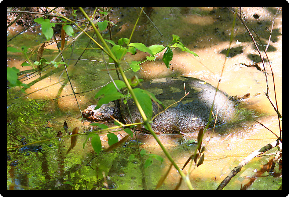 Snapping Turtle (Chelydra serpentina) in northern Alabama.