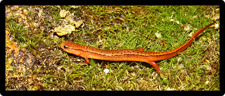 Southern Two-lined Salamander (Eurycea cirrigera) in the southern USA.
