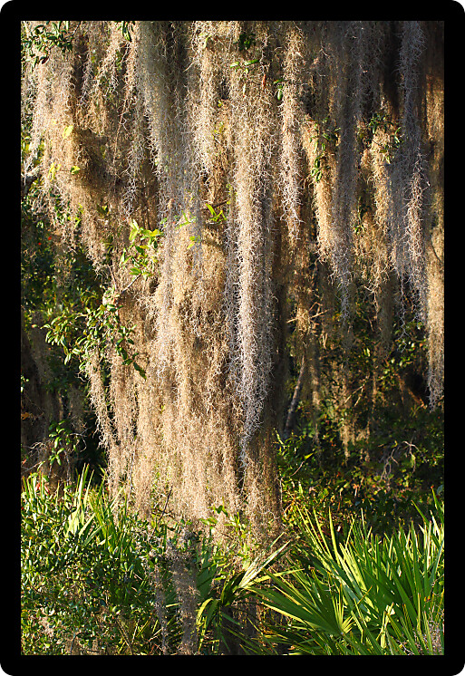 Spanish Moss (Tillandsia usneoides) grows thick in the forest of central Florida.