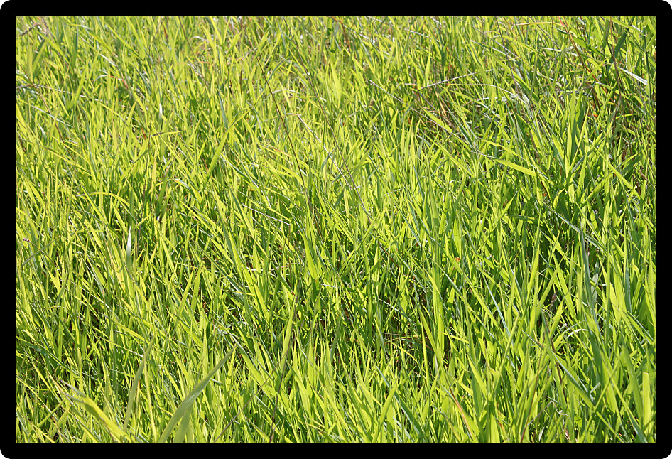 Bright green grasses grow in northern Illinois.