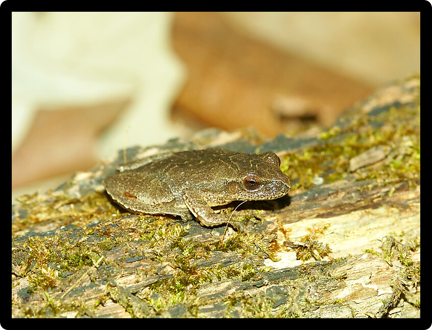 Spring Peeper (Pseudacris crucifer) in an Illinois wetland landscape.