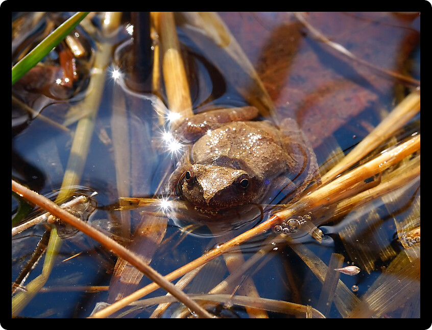 Spring Peepers (Pseudacris crucifer) are a common amphibian species in Illinois.