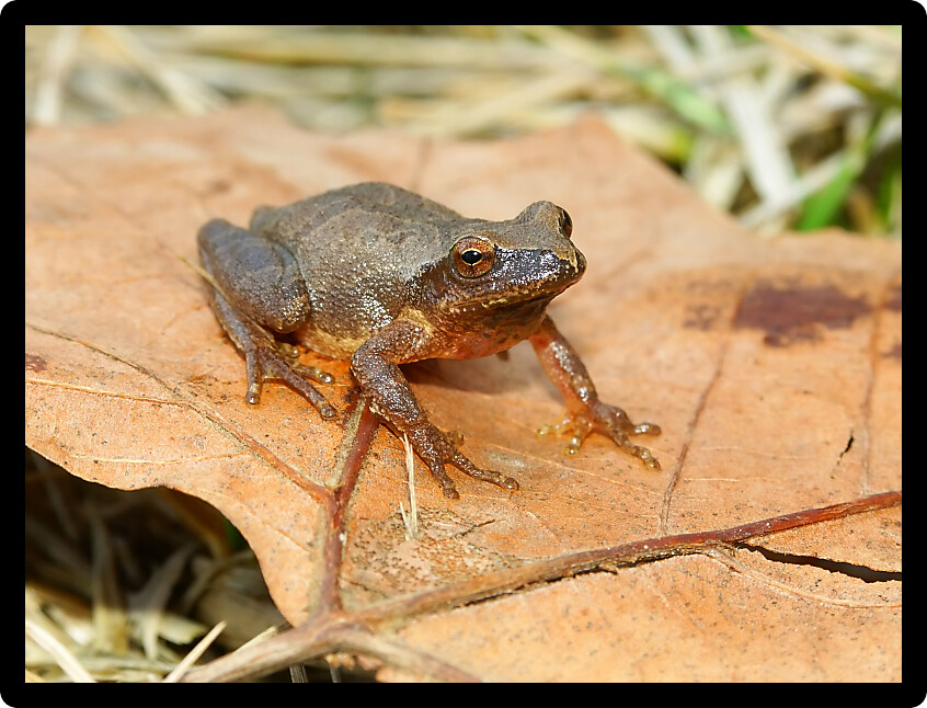 Spring Peeper (Pseudacris crucifer) in an Illinois natural environment.
