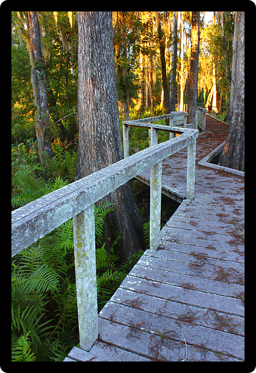 Boardwalk through the thick swamps of central Florida.