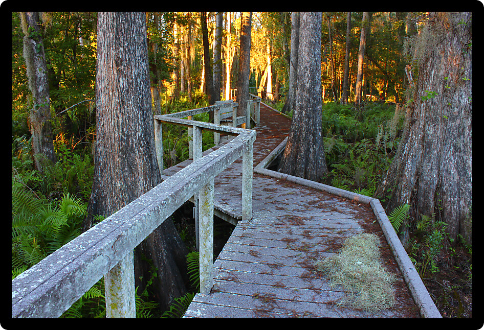 Boardwalk through the thick swamps of central Florida.