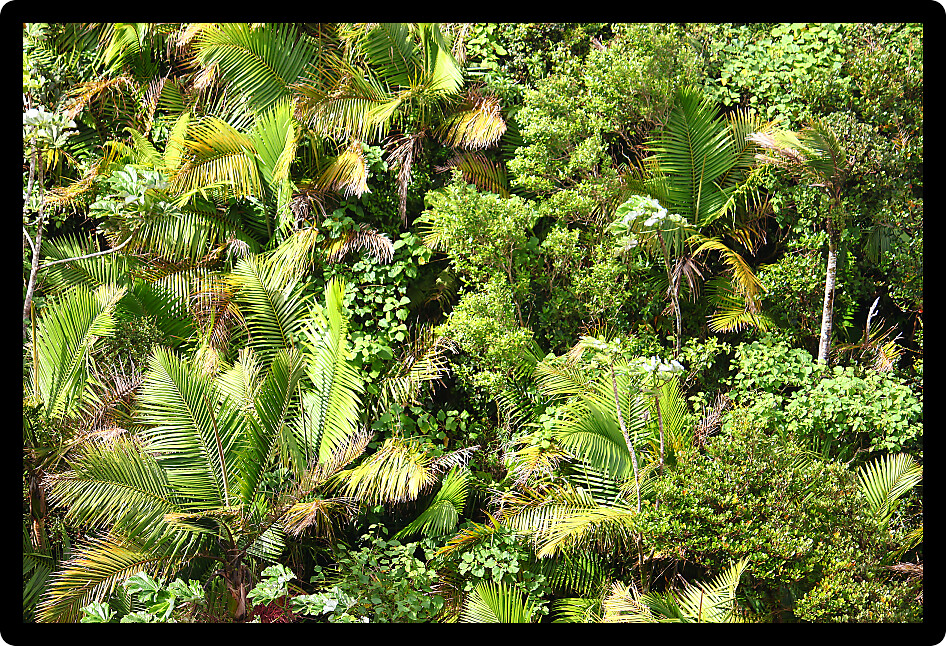 Overhead view of tropical vegetation at El Yunque National Forest in Puerto Rico.