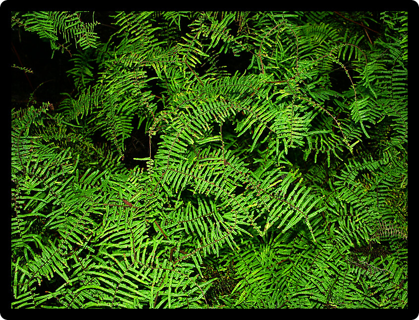 Background of bright green vegetation in Australia.