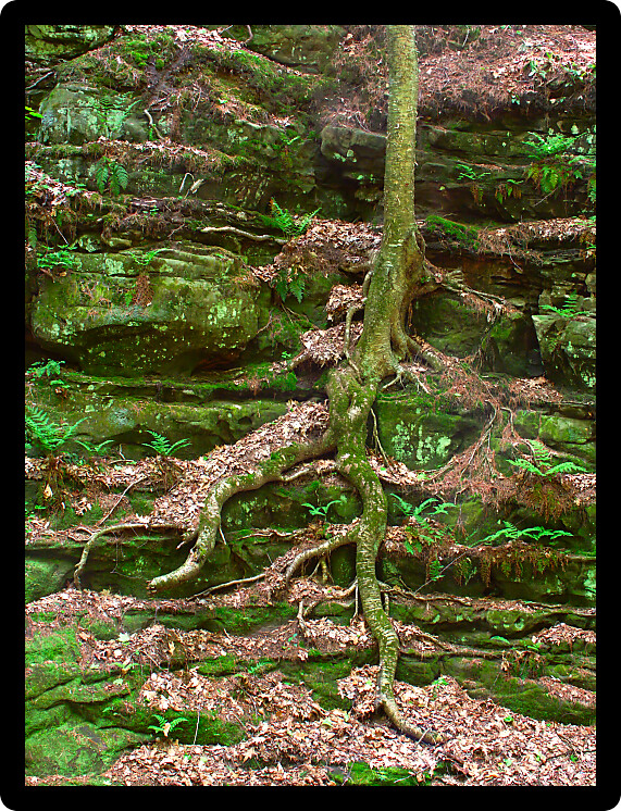 Vegetation grows out of a slot canyon wall in Wisconsin.