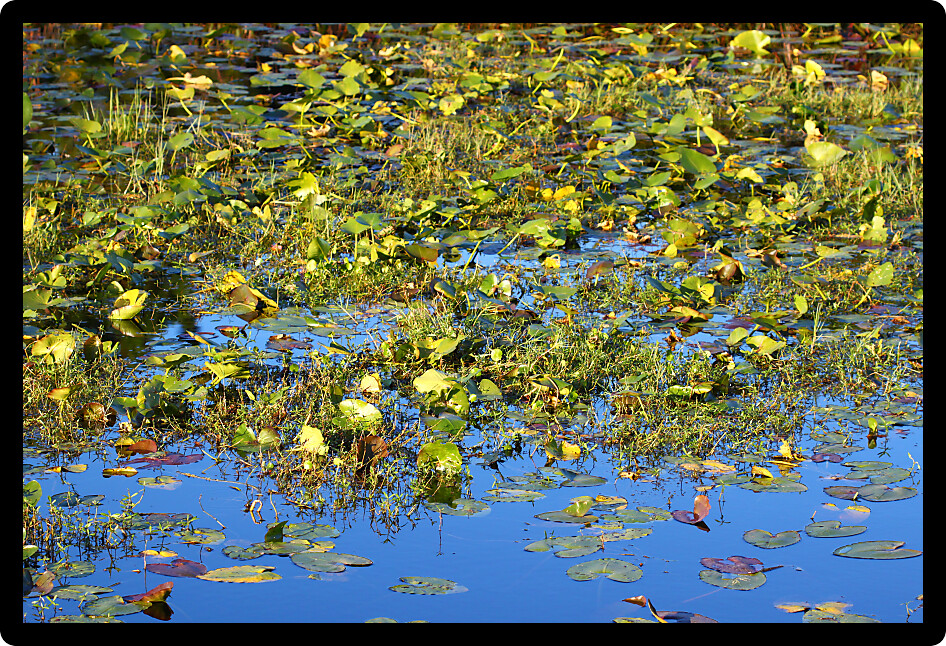 Wetland vegetation background from central Florida.