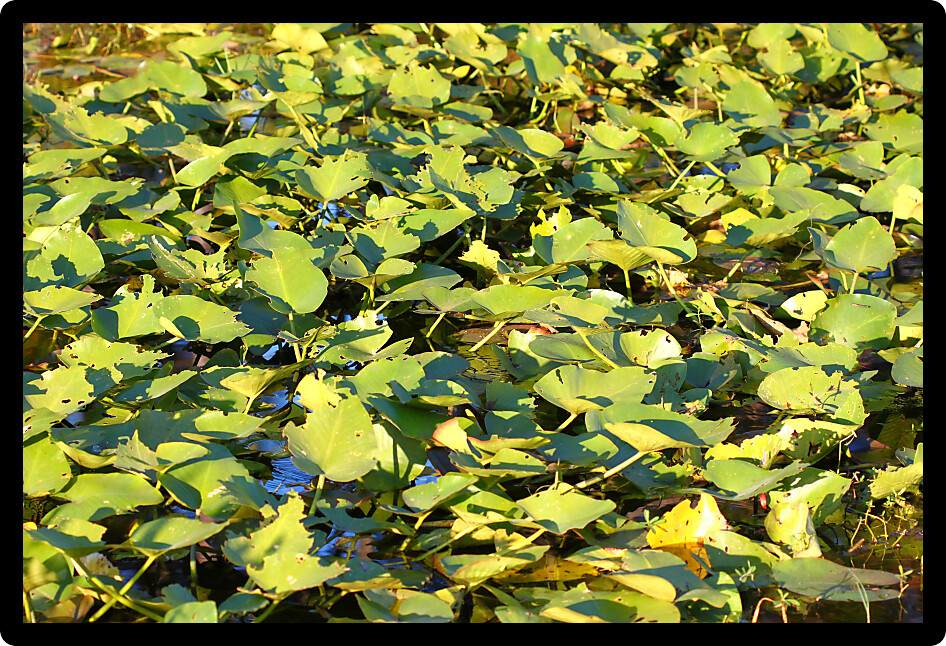 Wetland vegetation background from central Florida.