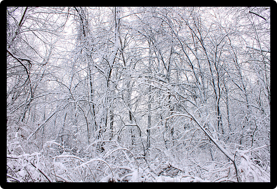 Snowy winter wonderland at Rock Cut State Park in Illinois.
