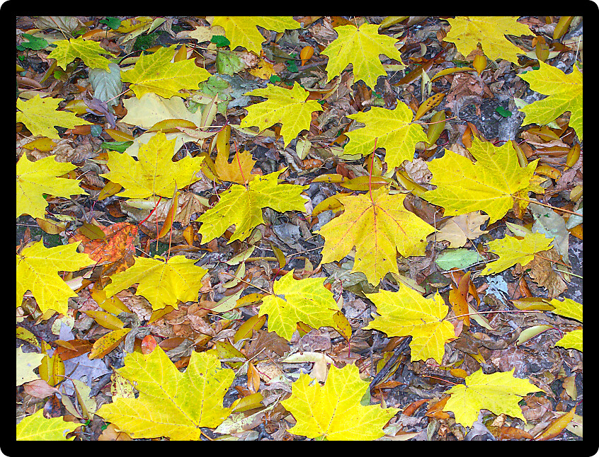 Yellow leaves scattered on the forest floor in northern Illinois.
