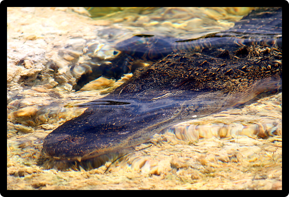 American alligator rests in a clear pond at the Everglades National Park Florida.