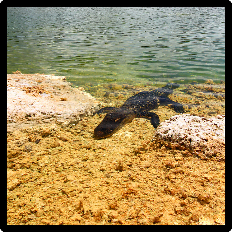 American alligator in the Everglades National Park Florida.