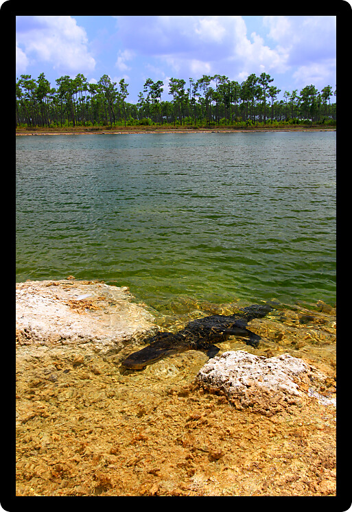 American alligator rests in a clear pond at the Everglades National Park in Florida.