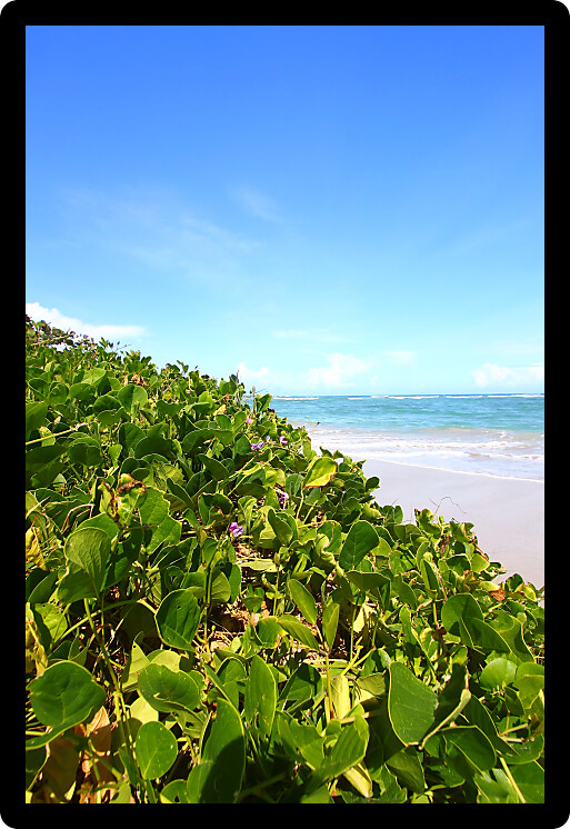 Tropical beach on the Caribbean island of Saint Lucia.