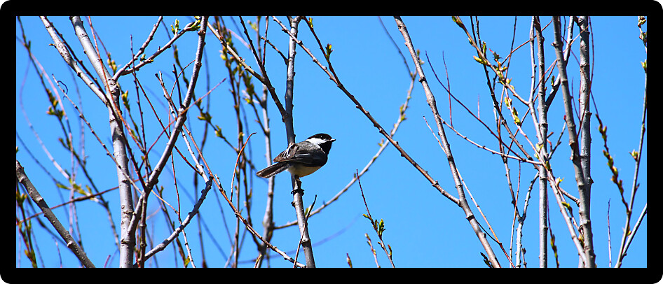 Black-capped Chickadee (Poecile atricapillus) perched in a thicket of willows.