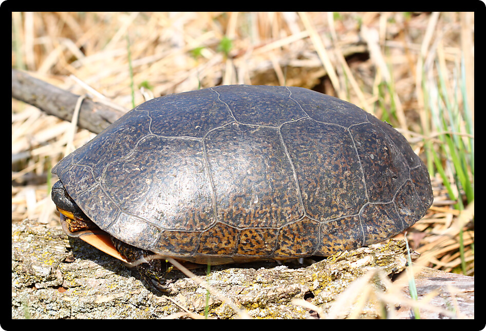 Blandings Turtle (Emydoidea blandingii) emerging in the spring in Illinois.