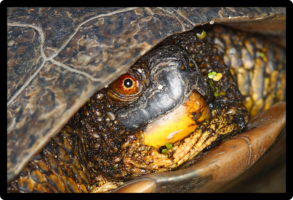 Closeup of a Blandings Turtle (Emydoidea blandingii) emerging in the spring in Illinois.