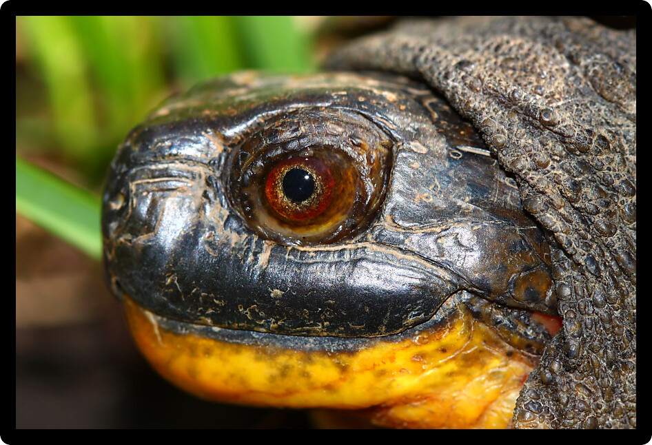Closeup of a Blandings Turtle (Emydoidea blandingii) in the midwestern United States.