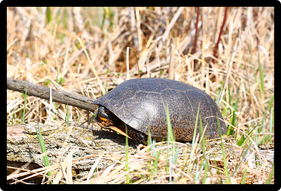 Blandings Turtle (Emydoidea blandingii) emerging in the spring in Illinois.