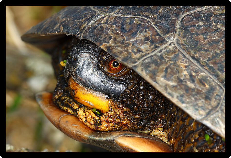 Closeup of a Blandings Turtle (Emydoidea blandingii) emerging in the spring in Illinois.