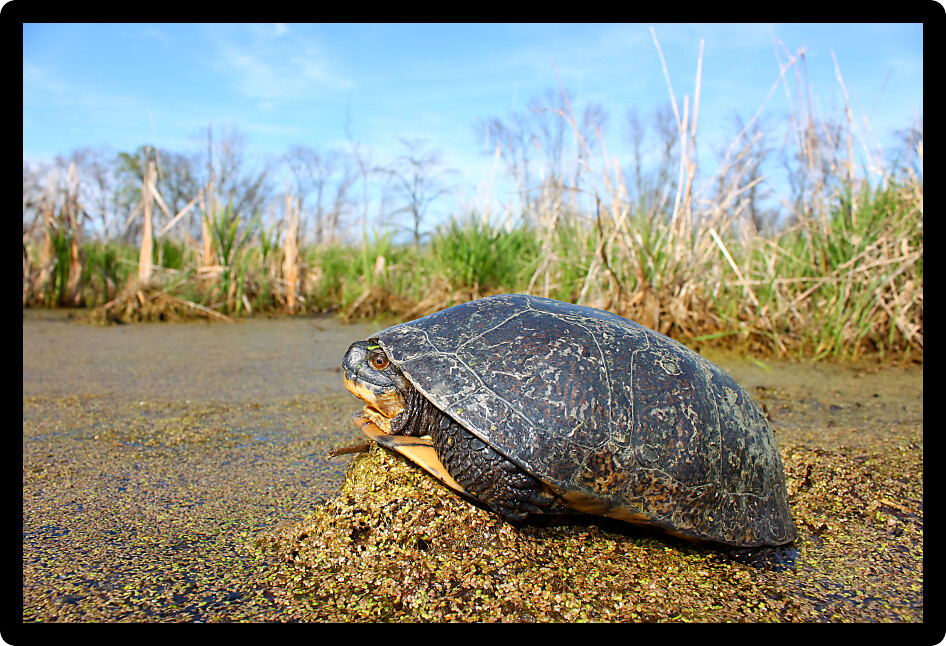 Blandings Turtle (Emydoidea blandingii) basking on vegetation in a marsh of Illinois.