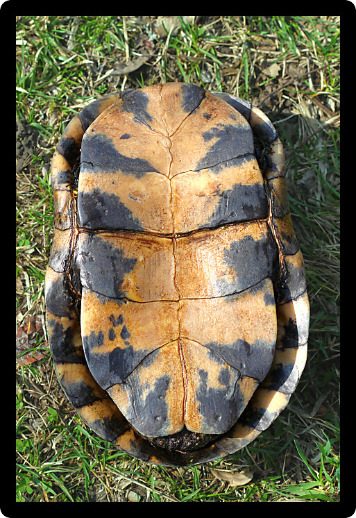 Plastron of a Blandings Turtle (Emydoidea blandingii) in northern Illinois.
