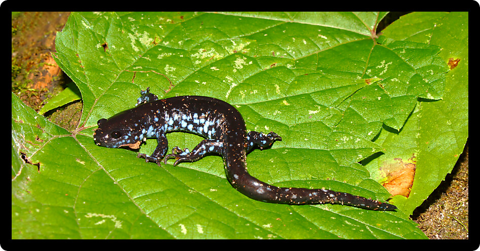 Blue-spotted Salamander (Ambystoma laterale) in northern Illinois.