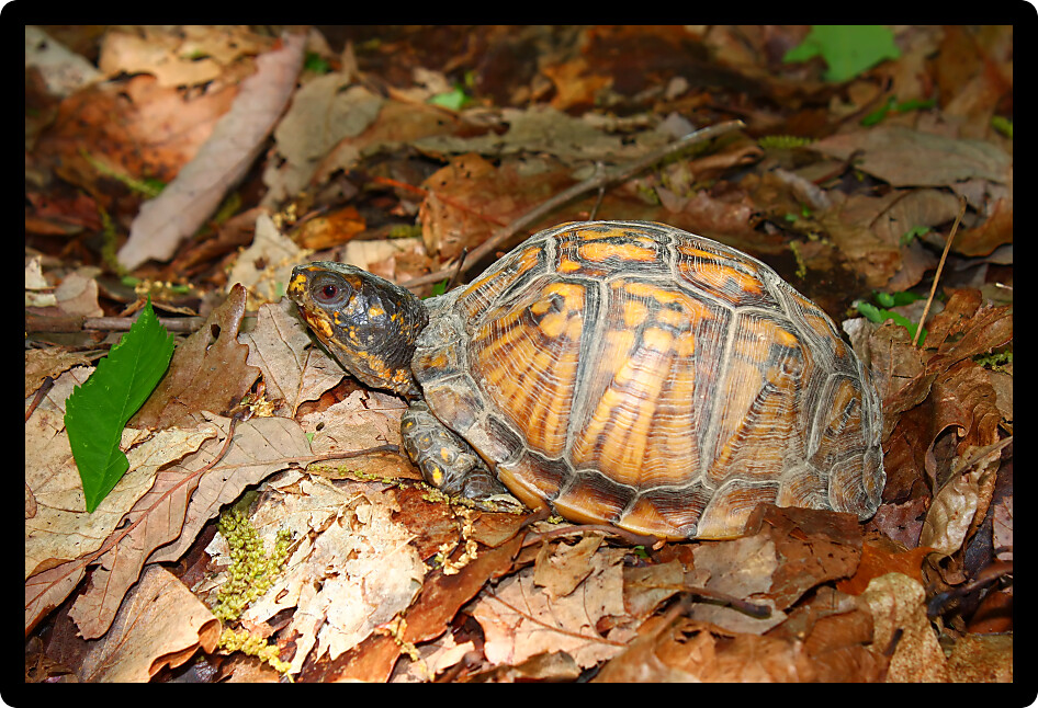 Box Turtle (Terrapene carolina) sits on the forest floor in Alabama.