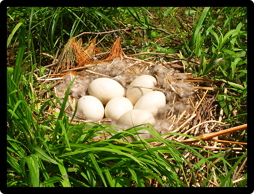 Canada Goose eggs in a nest in southern Wisconsin.