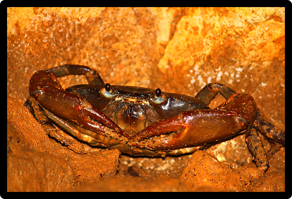 Crab hides in a cave of Puerto Rico.