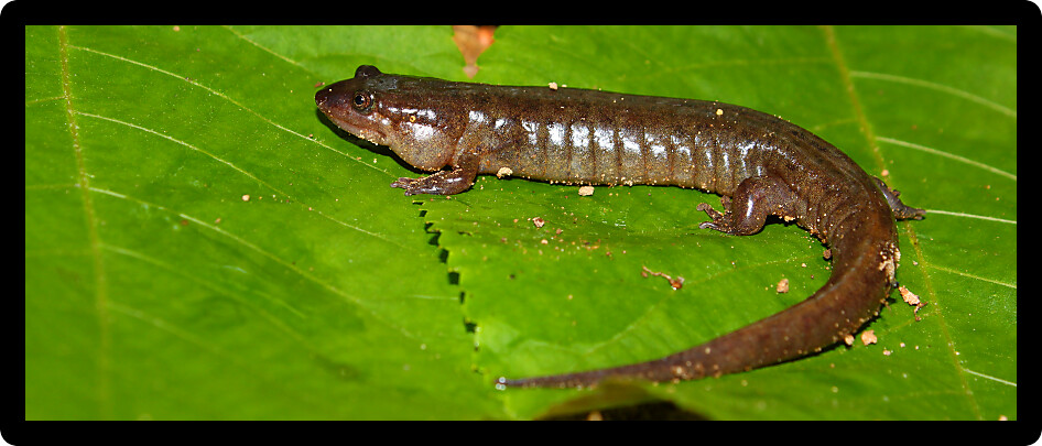 Dusky Salamander (Desmognathus conanti) in the southern United States.