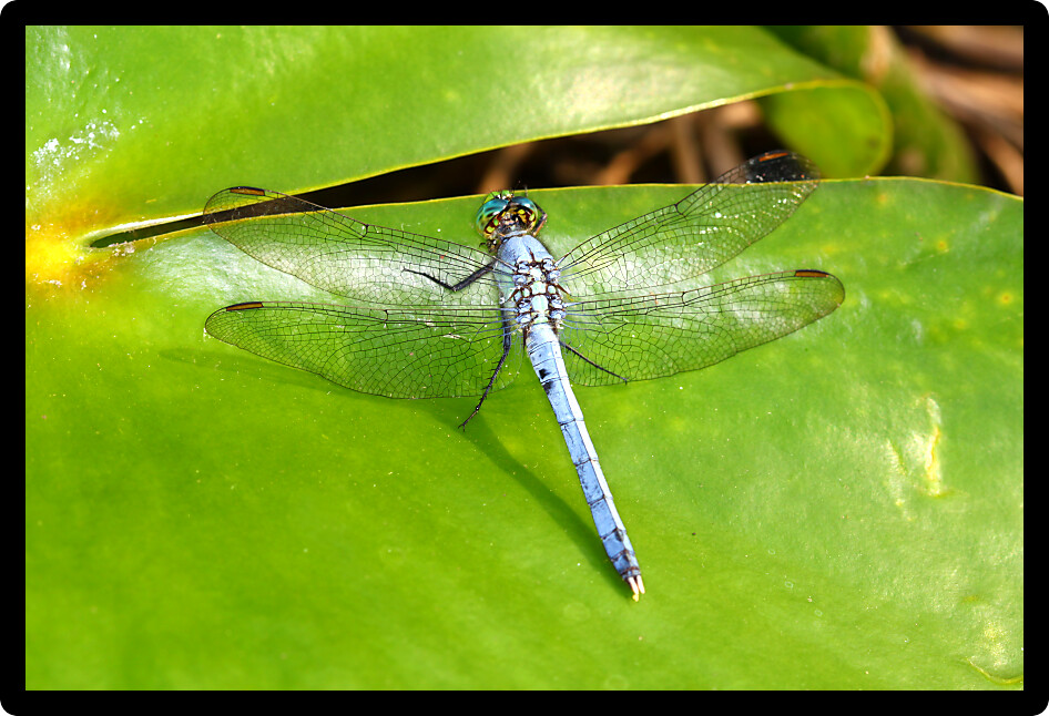 Eastern Pondhawk (Erythemis simplicicollis) resting on a lily pad in central Florida.