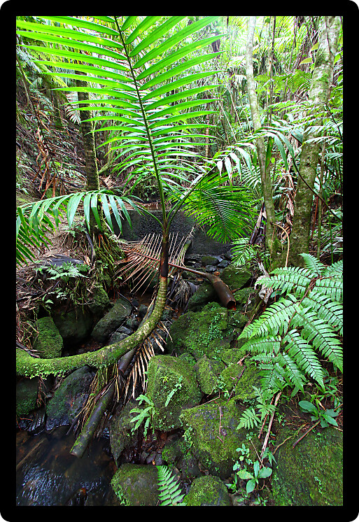 Beautiful view of the famous El Yunque Rainforest of Puerto Rico.