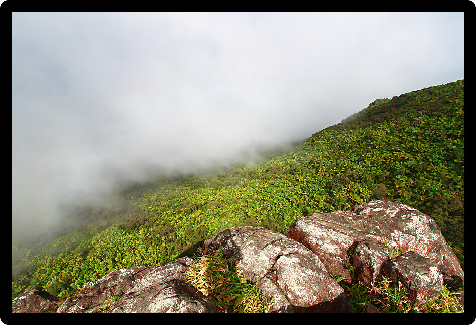 Low clouds sweep over the rainforest in the mountains of El Yunque National Forest Puerto Rico.