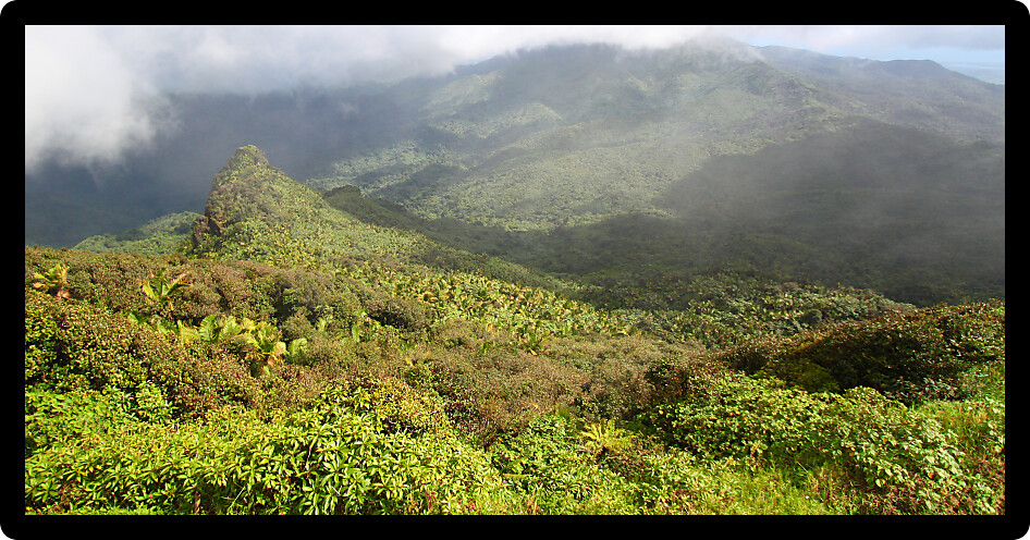 Misty clouds sweep over the rainforest in the mountains of El Yunque National Forest Puerto Rico.