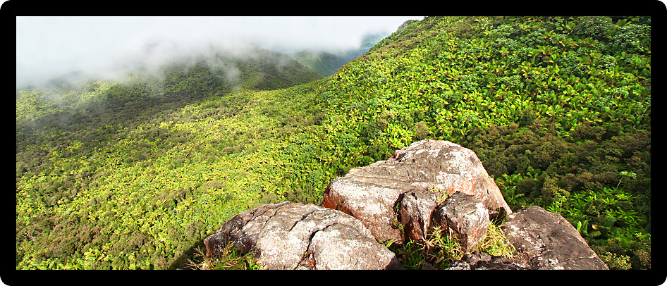 Misty clouds sweep over the rainforest in the mountains of El Yunque National Forest in Puerto Rico.
