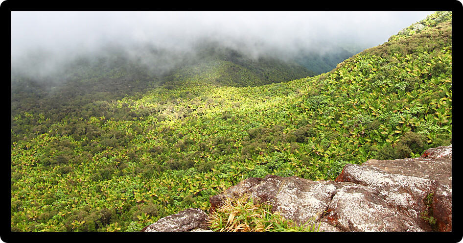 Misty clouds sweep over the rainforest in the mountains of El Yunque National Forest Puerto Rico.
