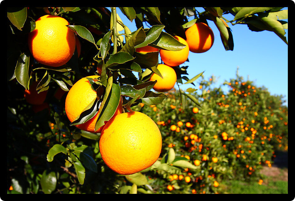Beautiful orange groves of Florida on a sunny day.
