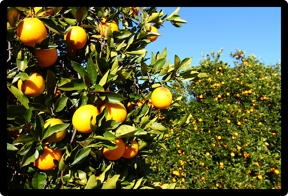 Beautiful orange groves of Florida on a sunny day.