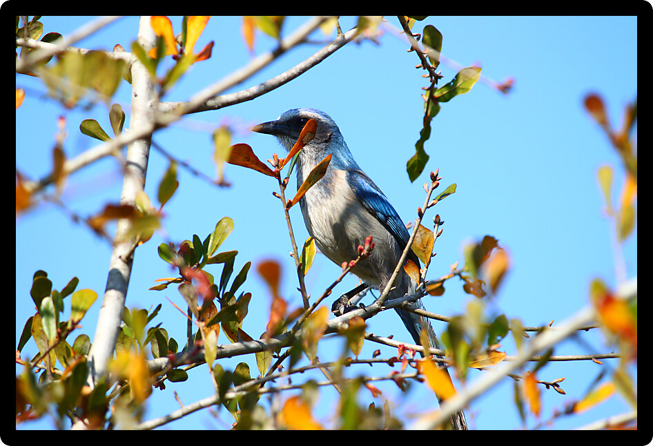 Florida Scrub Jay (Aphelocoma coerulescens) sits in a scrub bush of Florida.
